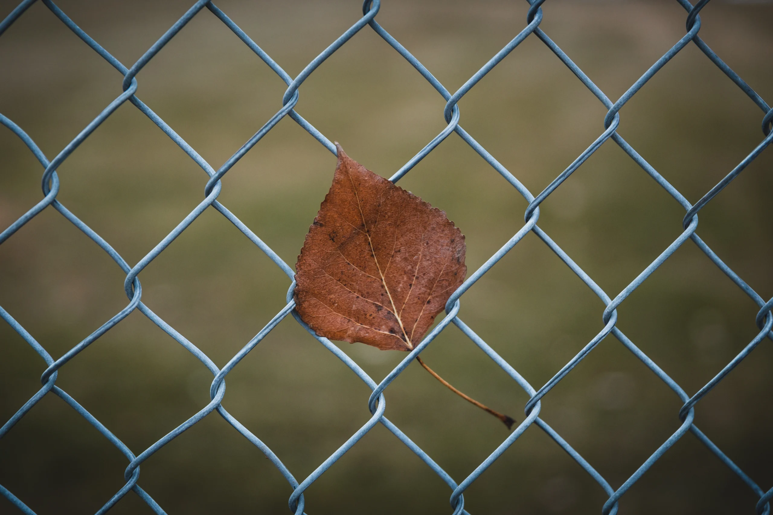 Close-up of brown leaf on chain link fence in Canadian weather